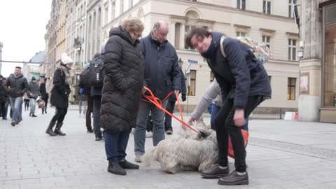 A Man Tourist plays with Dogs on the Street of Wroclaw, Poland