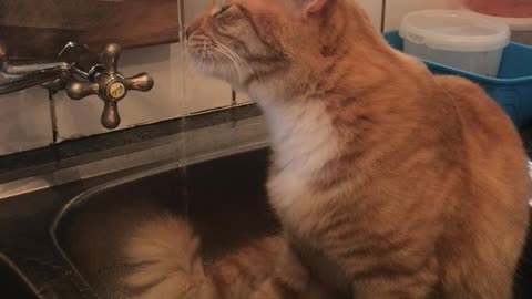 Funny cat drinking water in the kitchen sink