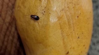 Crawling insect attack mango