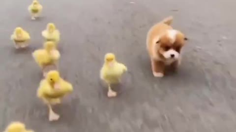 duck race with a dog