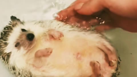 Bathing a hedgehog