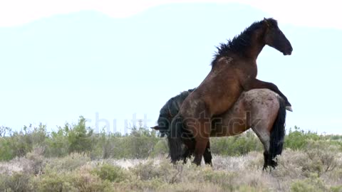 tow horses fight