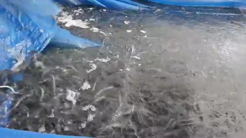 eel farming