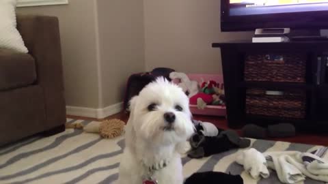 Cute Maltese Howling funny Video-This is really a cute Maltese Puppie