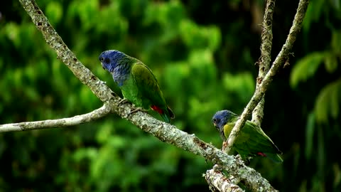 Nature Ave Fauna Green couple on tree