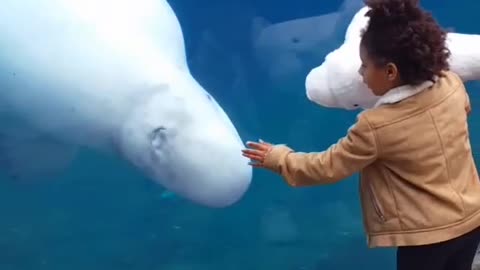Beluga Whale Shows Excitement over Stuffed Friend