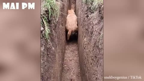 Must Watch Funny Dog Video