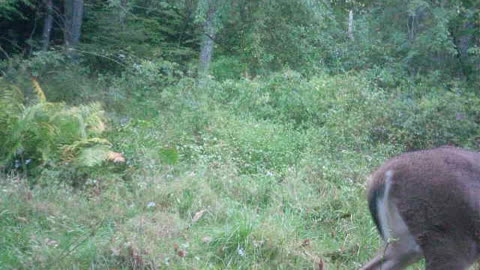 Tiniest 7 point PA buck ever caught on camera