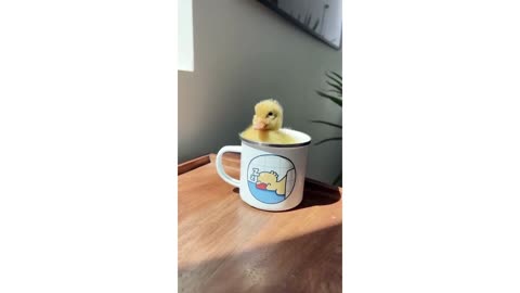 Cute Baby Duck