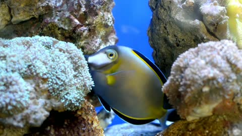 Blue Tang Fish