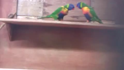 Lorikeets playing