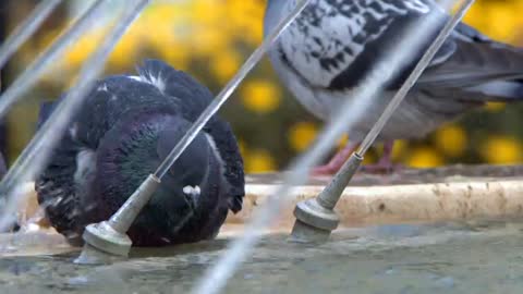 Pigeons Near Fountain