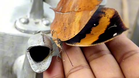 Amazing butterfly with unique ability