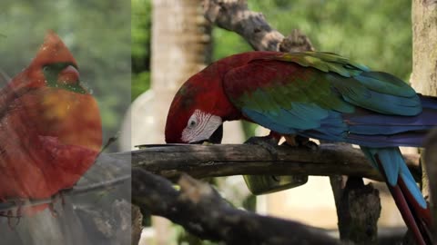 Unbelievable Parrot Sounds: Mysterious and Strange Noises