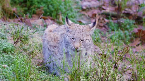 Two european lynx cats rests in the forest