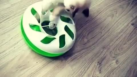 Caty Runing After the Ball in the Toy