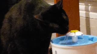 Thirsty Black kitty cat