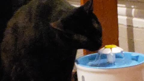 Thirsty Black kitty cat