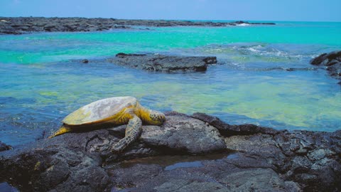 A big turtle chilling on rocks peacefully