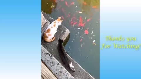 cute and funny animal videos...comedy pet