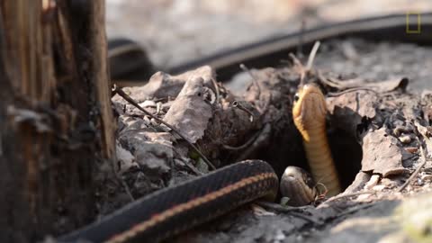 The Battle Of African Poisonous Snakes And Starved Rats