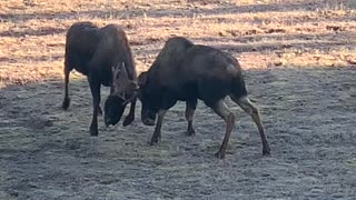 Fall Moose Rut in Alaska