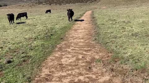 Walking with cows