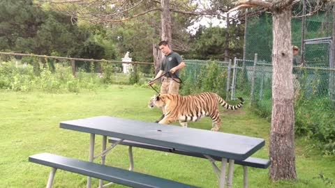 Tiger at Jungle Cat World Ontario