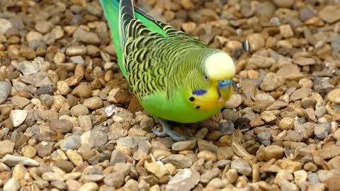 Budgerigar Parrot Bird Funny in American English, the parak