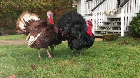 Turkeys on Parade