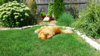 Balki the Dog scratches her back