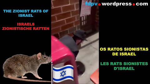 The zionist rats of Israel * Os ratos sionistas de Israel