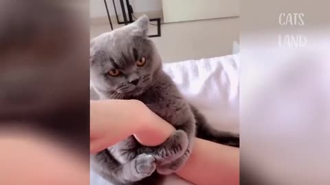 OMG So Cute Cats ♥ Best Funny Cat Videos 2021 #9