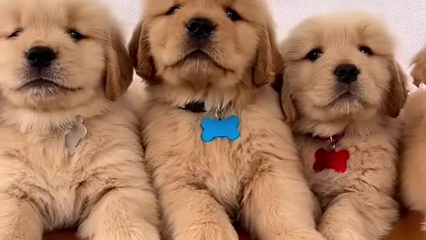 Super Handsome Golden Retriever Puppies!