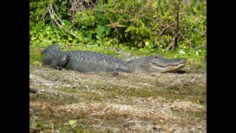 Cruising Ocklawaha, Florida and Silver River in a boat. Slideshow.