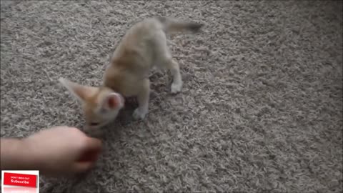 Training the Baby Fennec Fox to Sit by order
