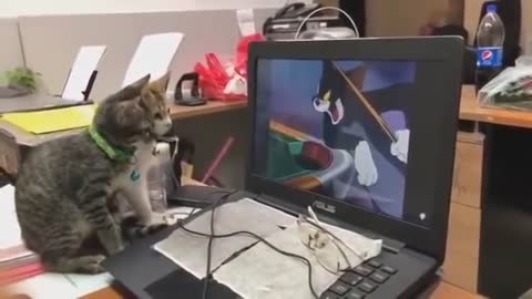 Amazing cats watching video