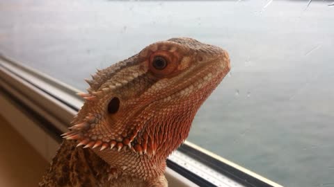 Bearded dragon enjoys scenic ferry ride