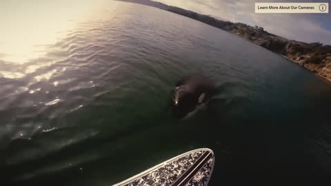 ORCA BITING BOARD 😱😱😱