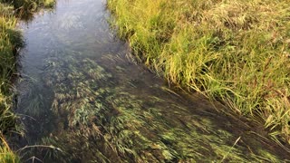 Stream in Wyoming