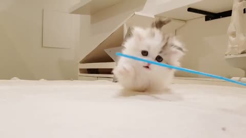 Cute cat playing aroud funny