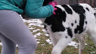 Young girl and calf share adorably precious friendship