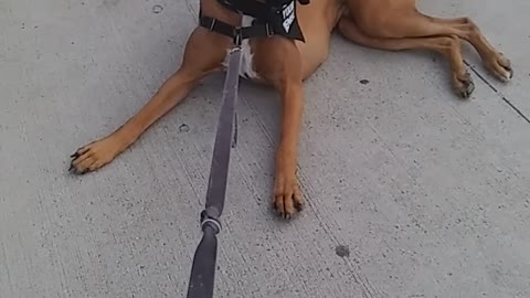 Stubborn dog refuses to leave Bass pro shop