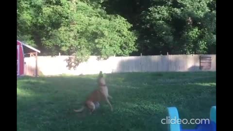 Dog jumping fail