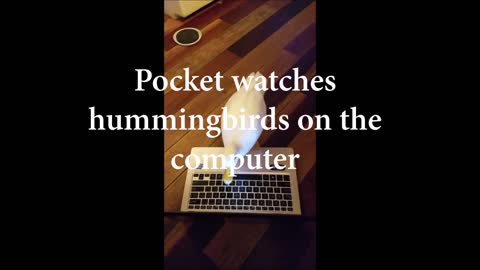 Pocket Duck and the laptop