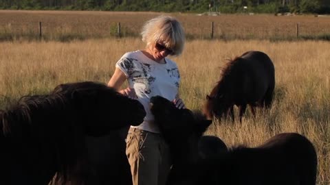 A group of small horses playing with their owner