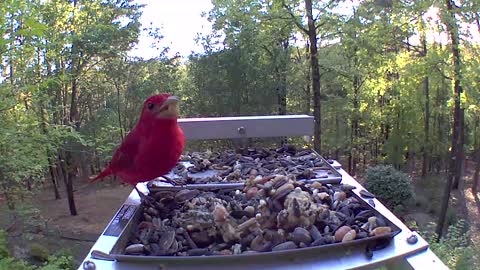 Summer tanager gets interrupted by a couple of downy woodpeckers