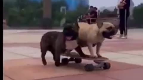 Bulldog skateboarding buddy funny dog #short