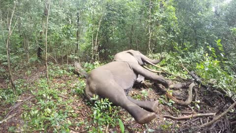 Elephant Wake-Up Call From The Forests Of Gabon