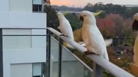 Adorable Wild Birds Being Fed On The Balcony